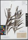 Foto von Salix viminalis L.